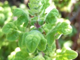Coleus venteri starting to flower