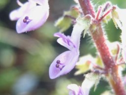 Coleus venteri flowers