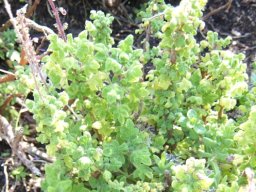 Coleus venteri