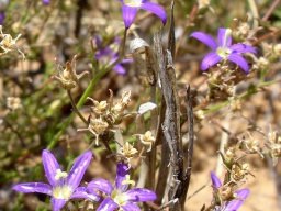 Prismatocarpus species