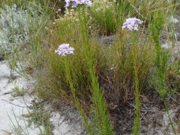 Pseudoselago spuria