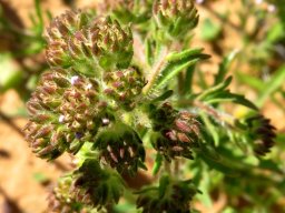 Pseudoselago spuria buds