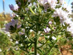 Pseudoselago