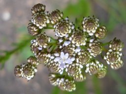 Pseudoselago subglabra starting to flower