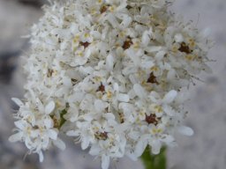 Pseudoselago subglabra