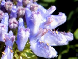 Pycnostachys urticifolia, the blue boys