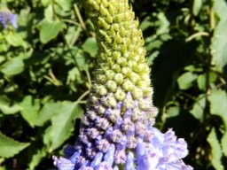 Pycnostachys urticifolia flower spike