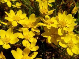 Rhynchopsidium pumilum many flowers