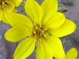Rhynchopsidium pumilum open disc florets