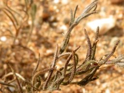 Rhynchopsidium pumilum leaves