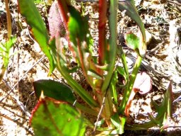 Rumex lativalvis