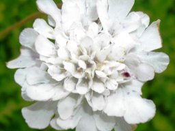 Scabiosa incisa flowerhead