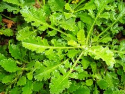 Scabiosa incisa leaves