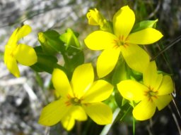 Sebaea exacoides