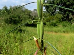 Sesamum alatum fruit