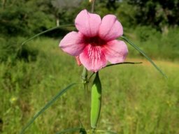 Sesamum alatum flower