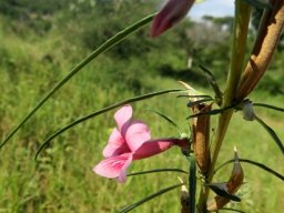 Sesamum alatum