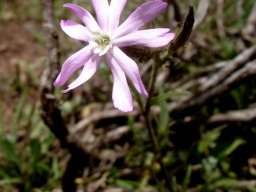 Silene bellidioides flower