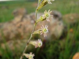 Silene burchellii