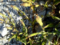 Silene crassifolia subsp. crassifolia sepals