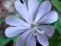 Silene undulata subsp. undulata