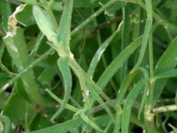 Silene undulata subsp. undulata upper leaves