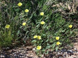 Tribulus zeyheri subsp. zeyheri rising