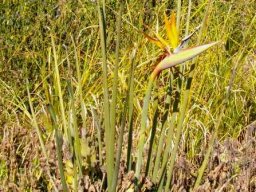 Strelitzia juncea starting off