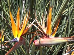 Strelitzia juncea flowers