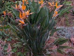 Strelitzia reginae has beaten botanical xenophobia