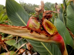 Strelitzia reginae green fruit