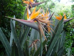 Strelitzia reginae