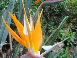 Strelitzia reginae white petals, not blue