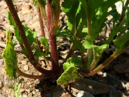 Sutera foetida stems
