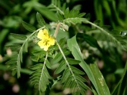 Tribulus terrestris leaves