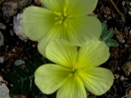 Tribulus terrestris