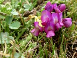 Trifolium burchellianum subsp. burchellianum