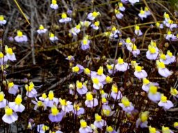 Utricularia bisquamata