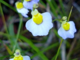 Utricularia bisquamata belonging to a charming family