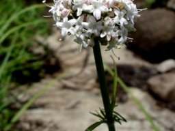 Valeriana capensis var. nana