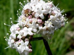 Valeriana capensis var. nana flowers