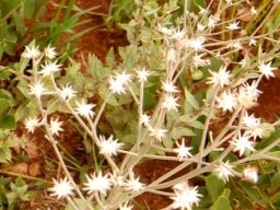 Hilliardiella oligocephala stars after flowers