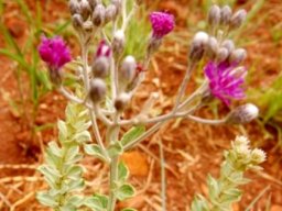 Hilliardiella oligocephala flowerheads