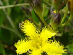 Villarsia capensis flower and buds