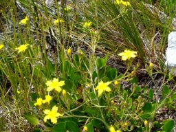 Villarsia capensis