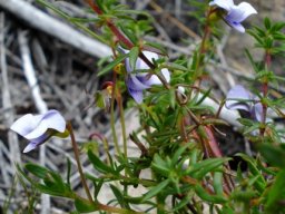 Viola decumbens leaves