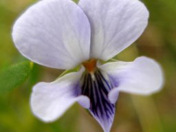 Viola decumbens flower