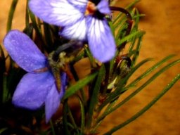 Viola decumbens two-tone flowers
