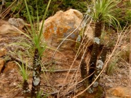 Xerophyta retinervis black stems