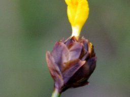 Xyris capensis, more bracts than flower